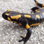 Salamandra pezzata - Foto C. Guidi